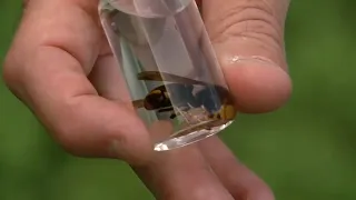 Yellow-legged hornets confirmed in North Carolina