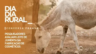 Researchers evaluate donkey milk for use in cosmetics production