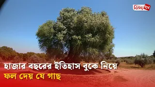 ৩৭০০ বছর হলেও যে গাছে এখনও ফল ধরে | Bijoy TV