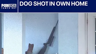 Florida man breaks into neighbor's home, shoots and kills dog: HCSO