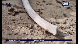 Ancient rhinoceros bones and human skeletons discovered in North Kazakhstan region