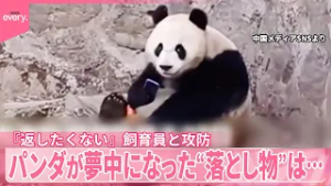 【中国】パンダが夢中になった落とし物は…“返したくない”飼育員と攻防『世界のミダシ』