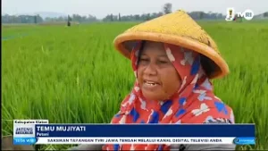 Petani Pasang TBS Fiber Untuk Kendalikan Serangan Hama Tikus