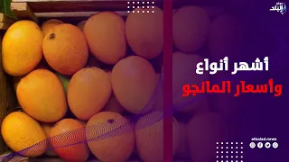 موسم المانجو .. أشهر الأنواع وأسعارها على طريق مصر– الإسماعيلية