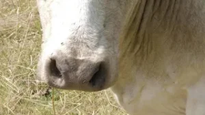 Un répulsif naturel pour se débarrasser des mouches et des guêpes sur nos terrasses ?