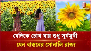 ১ লাখের বেশি সূর্যমুখীতে সোনালি হয়ে উঠেছে চীনের জিলিন | Jilin China | Sunflower | Independent TV