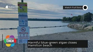 Harmful blue-green algae closes Hamilton beach