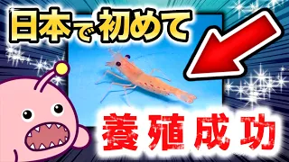 Did You Know? Ibaraki Successfully Farmed "Botan Shrimp" for the First Time in Japan