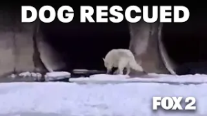 Husky rescued by fishermen from Detroit River