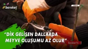 “5-10 Sene Sonrasını Hayal Ederek Budama İşlemleri Yapılmalıdır”