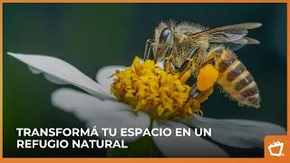 Flores que todo jardín necesita para atraer polinizadores