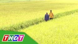Boosting the expansion of cultivated area under the 1 million hectare project | THDT