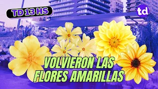 💛 Flores amarillas y primavera: el fenómeno que crece en Argentina y conquista las redes