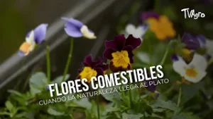 ??️ Flores comestibles: cuando la naturaleza llega al plato - TvAgro por Juan Gonzalo Angel