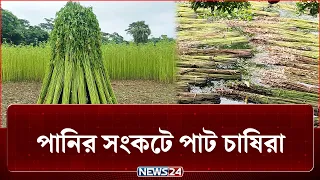 জাগ দেওয়ার পানি নেই, বাড়ছে খরচ, নষ্ট হচ্ছে আঁশের মান | Jute | NEWS24