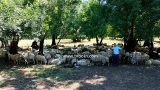 AKTUALE - Jeta e bariut në Malësi / Murat Otoviq me rreth 400 dele në kullotat verore