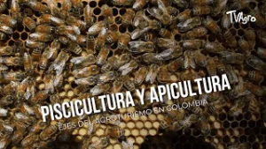 Piscicultura y apicultura: ejes del agroturismo en Colombia - TvAgro por Juan Gonzalo Angel