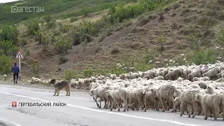 Dagestan remains the only region in Russia where the tradition of seasonal sheep migration is sti...