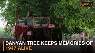 Banyan tree keeps memories of 1947 alive
