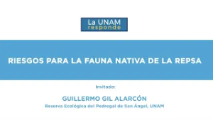 Riesgos para la fauna nativa de la REPSA. La UNAM responde 1282