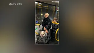 Sunny the French bulldog has so much to say in viral video
