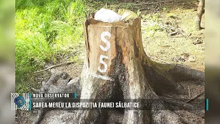 Salt always available for wildlife