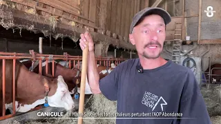 En Haute-Savoie, les fortes chaleurs perturbent l'AOP Abondance
