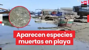 Piura: encuentran peces muertos de diversas especies varados en playa de Sechura