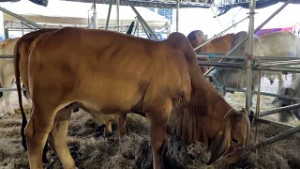 Concluye con éxito la Feria Ganadera Matagalpa 2026