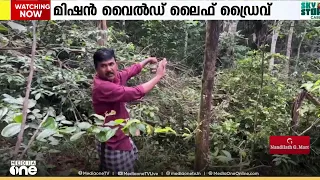 'മിഷൻ വൈൽഡ് ലൈഫ് ഡ്രൈവ്'; കുളത്തൂപ്പുഴയിൽ ജനവാസമേഖലയെ ഭീതിയിലാഴ്ത്തിയ കാട്ടുപോത്തുകളെ കാടുകയറ്റി