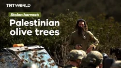 How Israel systemically steals Palestinians’ olives