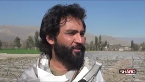 د ننګرهار بزګران له حکومته د اصلاح شو توخمونو ، سرې او دارو درملو غوښتنه کوي