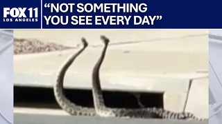 2 rattlesnakes get into 'combat dance' in Thousand Oaks