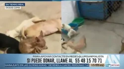 Dogs rescued in Iztapalapa: there are now 124, they need food and adoptions