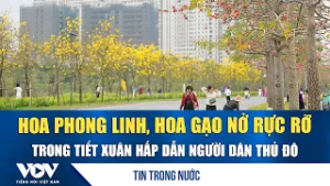 Hoa phong linh, hoa gạo nở rực rỡ trong tiết xuân hấp dẫn người dân Thủ đô | VOV