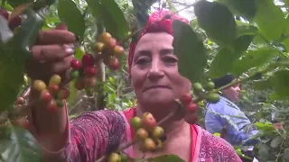 Coffee Harvest: Priority Task of the Guantanamo Turquino Plan