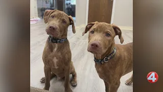 Wake Up Wags: Mick and Mac are looking for forever homes
