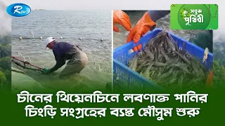 চীনের থিয়েনচিনে লবণাক্ত পানির চিংড়ি সংগ্রহের ব্যস্ত মৌসুম শুরু | Sobuj Prithibe | Rtv