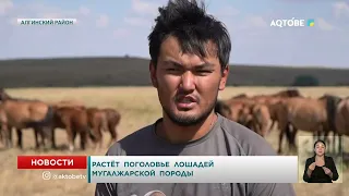 Mugalzhar horse population on the rise