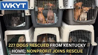 227 dogs rescued from Kentucky home; nonprofit joins rescue