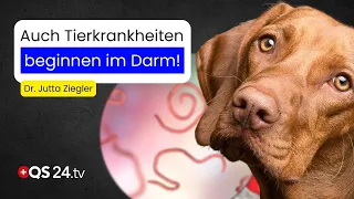 Gut Health is Key for Dogs & Cats Too | Dr. Jutta Ziegler | Natural Medicine | QS24