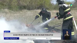 В СКО резко выросло число лесных пожаров