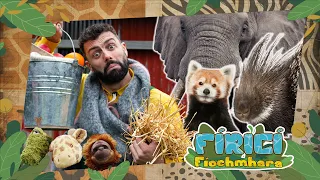 Fíricí Fíochmhara | Rogha an Choimeádaí | Amhrán 🐆