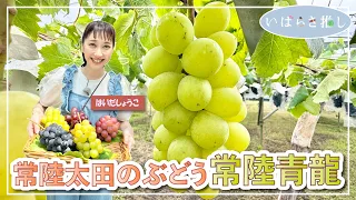 Ibaraki Favorites: "Hitachi-Ota Grapes 'Hitachi Seiryu' (Hitachi-Ota City)" [Cast: Shoko Haida]