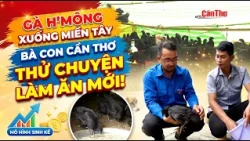 H'Mong chickens arrive in the Mekong Delta: Can Tho farmers try a new business venture | Can Tho