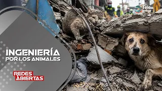 HOW DO I PROTECT ANIMALS AFTER THE EARTHQUAKE? #opennetworks