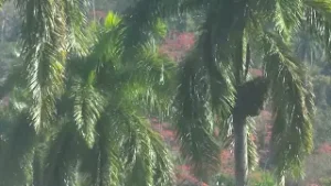 Mantiene #Guantánamo alto índice de boscosidad