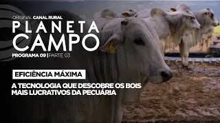 Como identificar os bovinos mais eficientes do rebanho? | Planeta Campo - ep.9 parte 3
