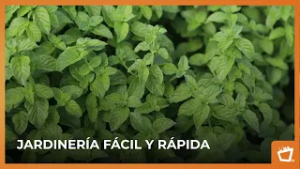 Trasplantar plantas sin fallar: Todo lo que necesitas saber