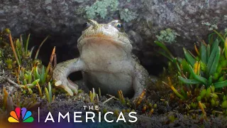 Tom Hanks Narrates the Lofty Lives of Lizard and Frog | The Americas | NBC
